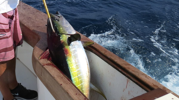 yellowfin tuna